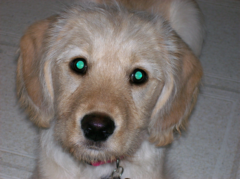 Stella2