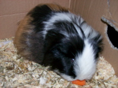 Flecky