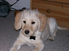 Stella1