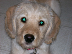 Stella2