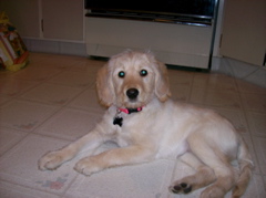 Stella3