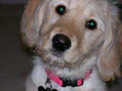 Stella4